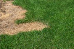 Lawn Care Colorado | Prevent Mite Infestation